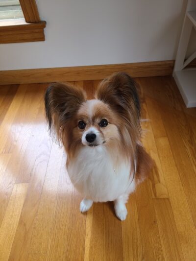 The Barking Lot of Lawrence County - New Castle, PA