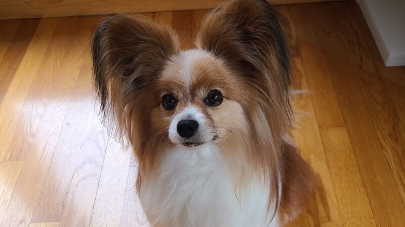 The Barking Lot of Lawrence County - New Castle, PA