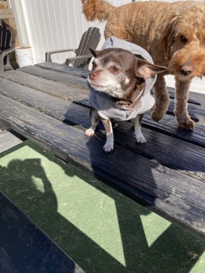 The Barking Lot of Lawrence County - New Castle, PA