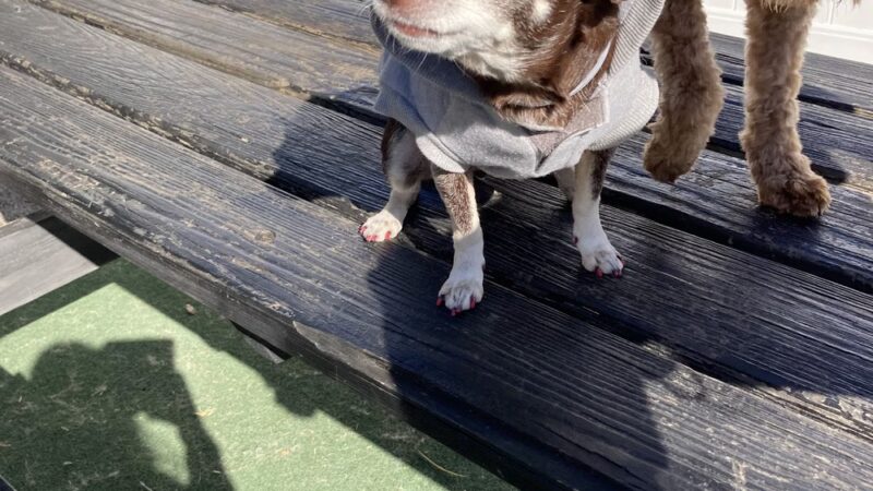 The Barking Lot of Lawrence County - New Castle, PA