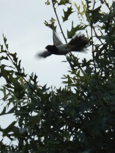 West Park Nature Center - New Castle, PA