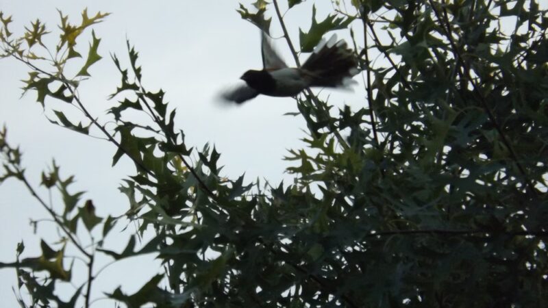 West Park Nature Center - New Castle, PA