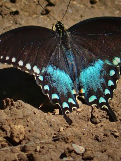 West Park Nature Center - New Castle, PA