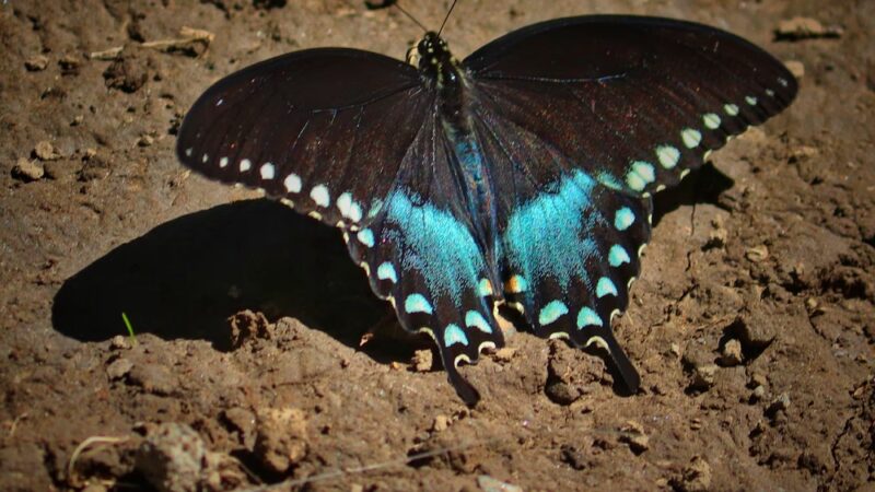 West Park Nature Center - New Castle, PA