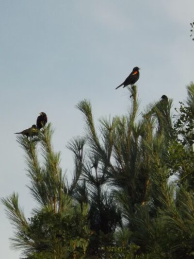 West Park Nature Center - New Castle, PA