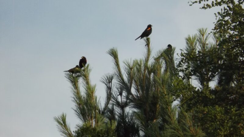 West Park Nature Center - New Castle, PA