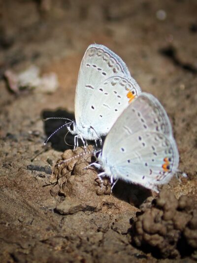 West Park Nature Center - New Castle, PA