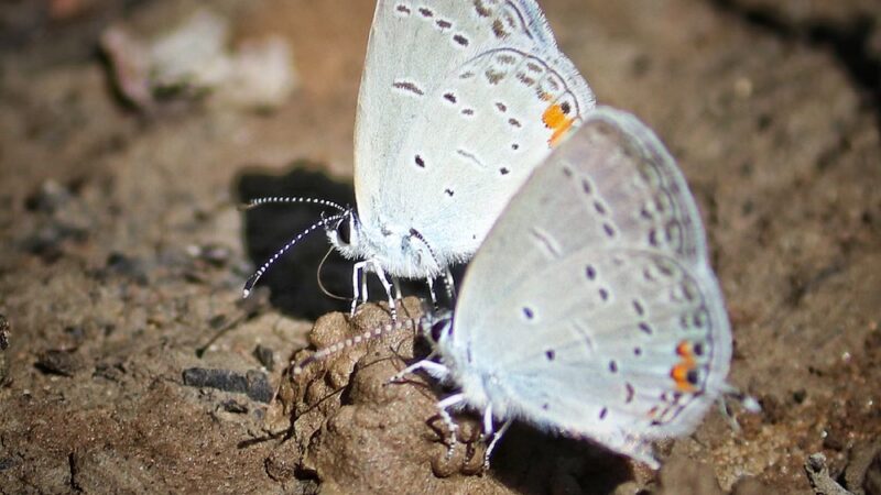 West Park Nature Center - New Castle, PA