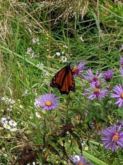 West Park Nature Trails - New Castle, PA