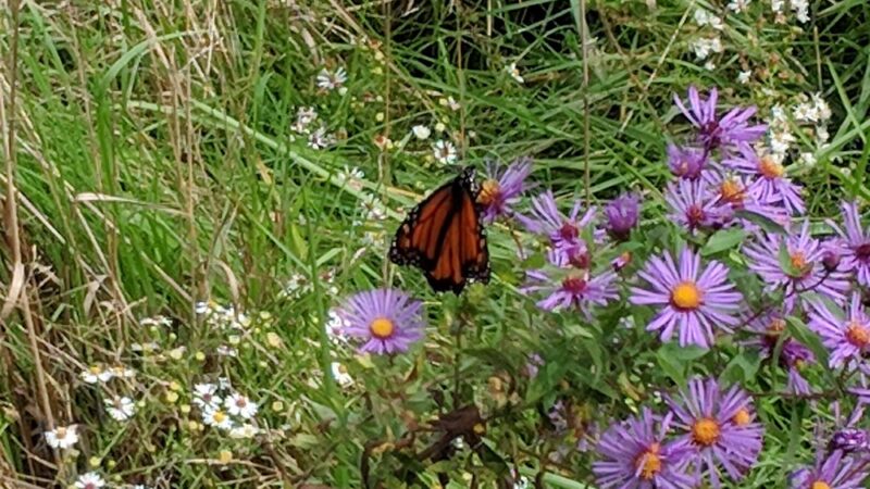 West Park Nature Trails - New Castle, PA