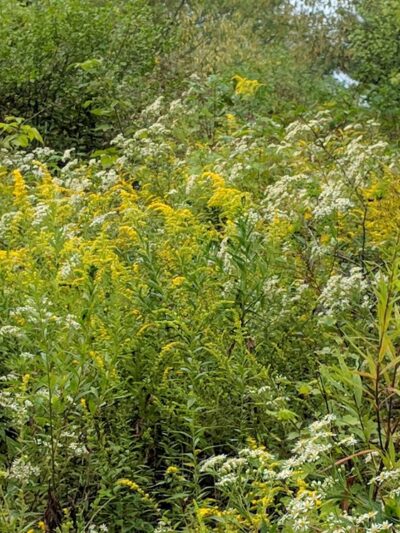 West Park Nature Trails - New Castle, PA