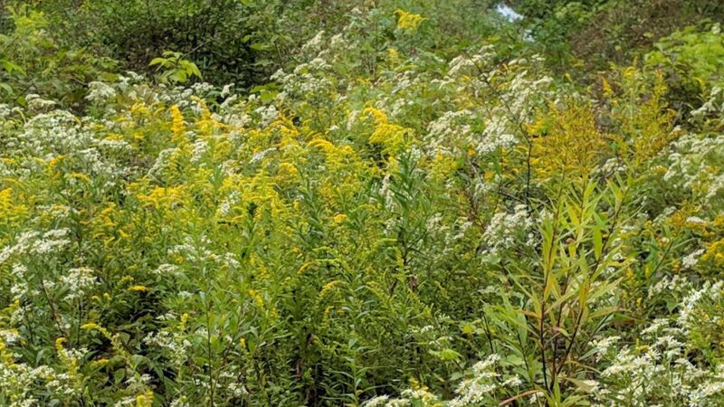 West Park Nature Trails - New Castle, PA