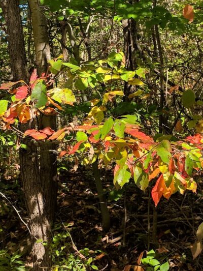 West Park Nature Trails - New Castle, PA