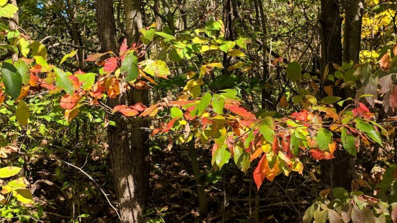 West Park Nature Trails - New Castle, PA