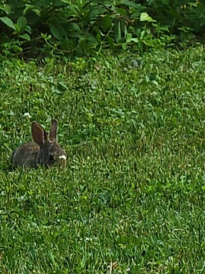 Beacon Hill Park - New Cumberland, PA