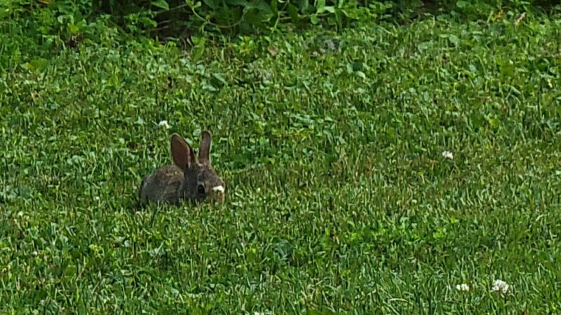 Beacon Hill Park - New Cumberland, PA