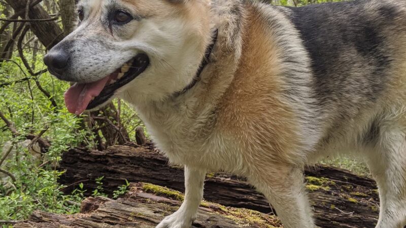 Beacon Hill Park - New Cumberland, PA