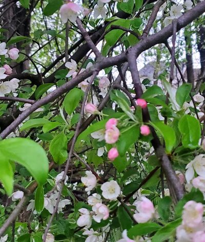 Beacon Hill Park - New Cumberland, PA