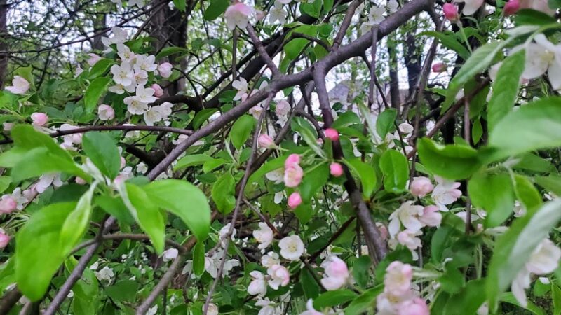 Beacon Hill Park - New Cumberland, PA