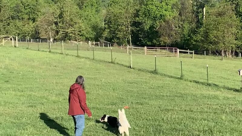 Tina's Dog House LLC - New Cumberland, PA