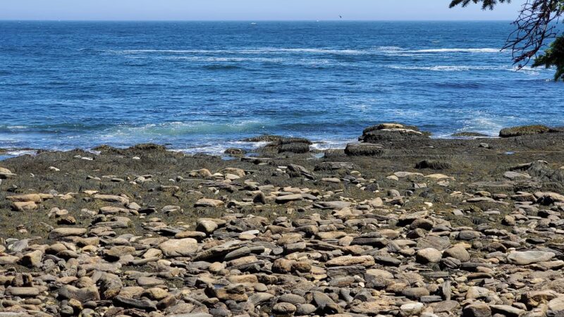 Rachel Carson Salt Pond Preserve - New Harbor, ME