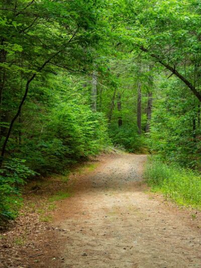 Nepaug State Forest - New Hartford, CT