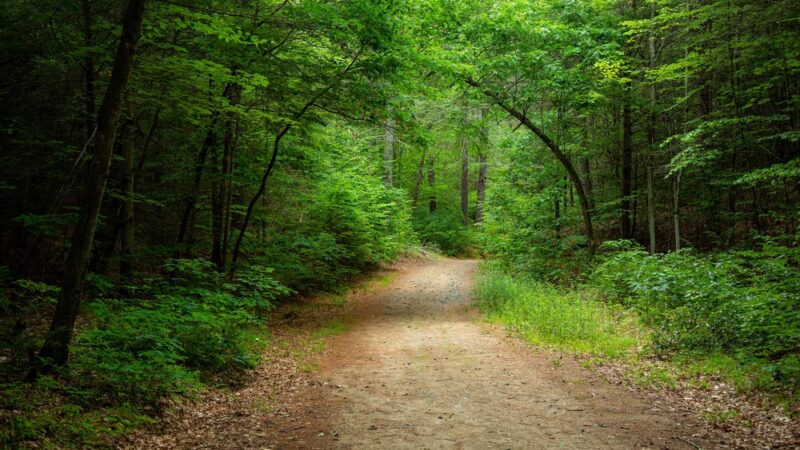 Nepaug State Forest - New Hartford, CT