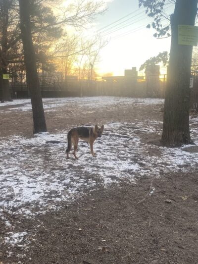 Dog Park - New Haven, CT