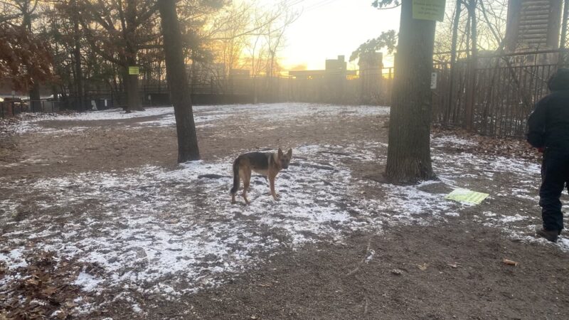 Dog Park - New Haven, CT