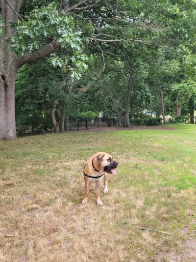 Dog Park - New Haven, CT