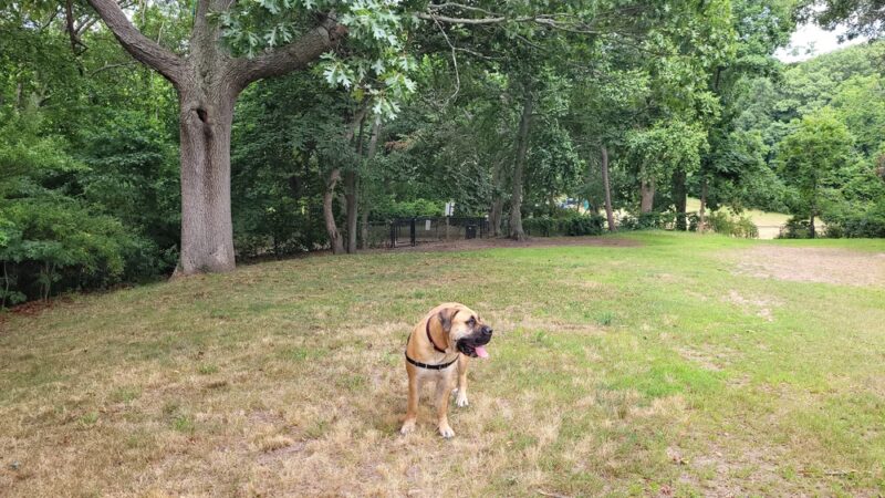 Dog Park - New Haven, CT