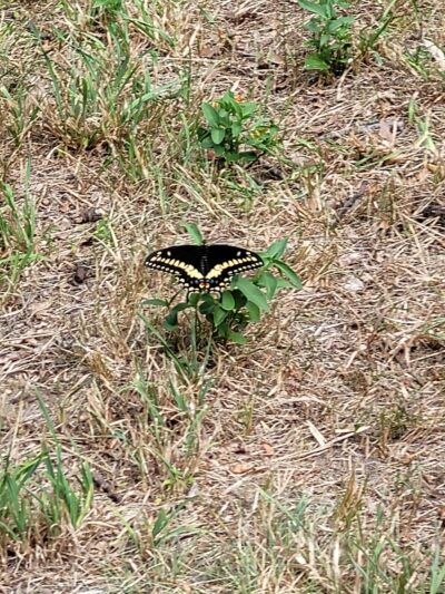 Dog Park - New Haven, CT