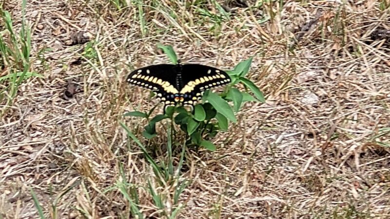 Dog Park - New Haven, CT