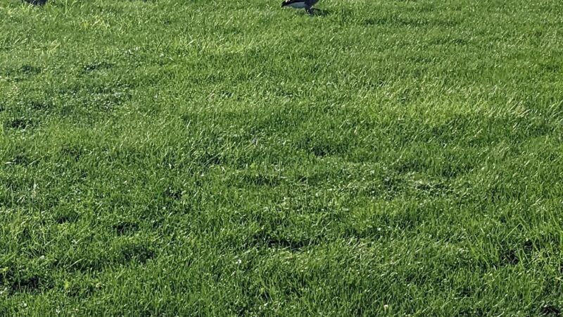 Werling Park - New Haven, IN