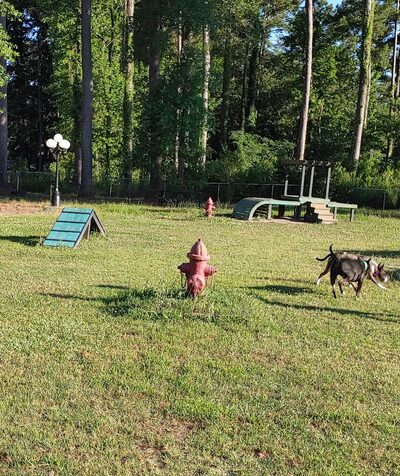 Scentral Park - New Llano Dog Park - New Llano, LA