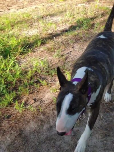 Scentral Park - New Llano Dog Park - New Llano, LA