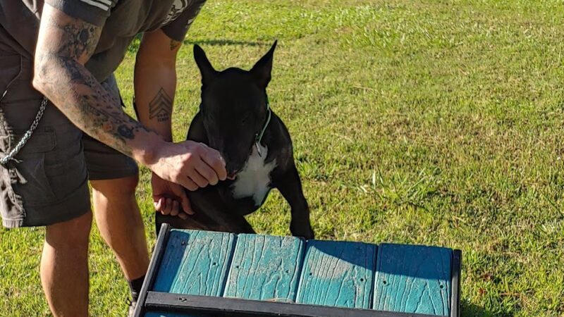 Scentral Park - New Llano Dog Park - New Llano, LA