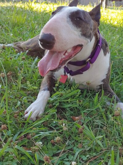 Scentral Park - New Llano Dog Park - New Llano, LA