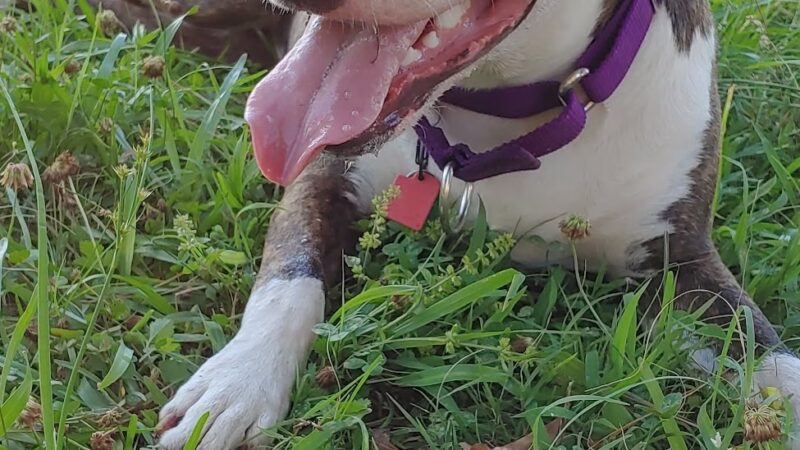 Scentral Park - New Llano Dog Park - New Llano, LA