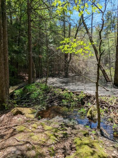 Knights Hill Nature Park - New London, NH