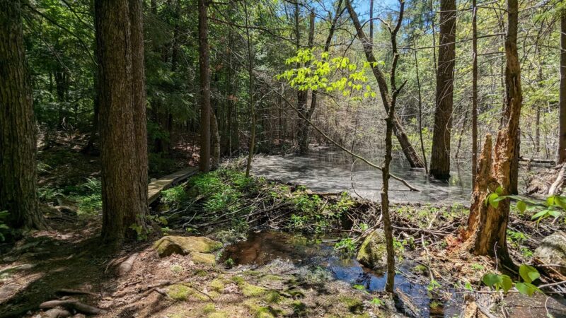 Knights Hill Nature Park - New London, NH