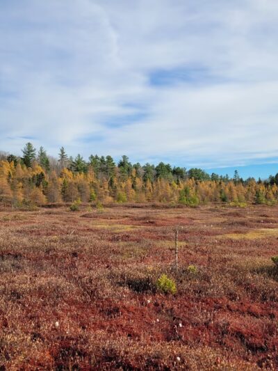 Philbrick-Cricenti Bog - New London, NH