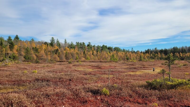 Philbrick-Cricenti Bog - New London, NH