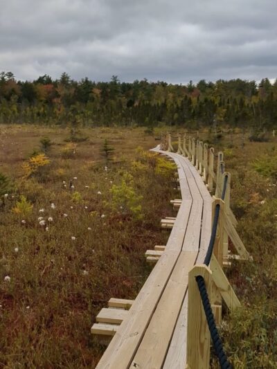 Philbrick-Cricenti Bog - New London, NH