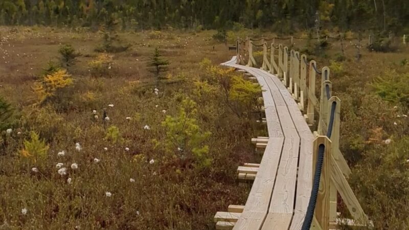 Philbrick-Cricenti Bog - New London, NH