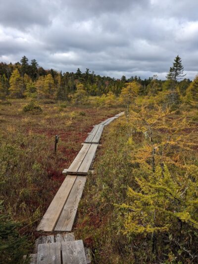 Philbrick-Cricenti Bog - New London, NH