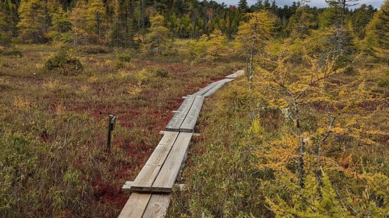 Philbrick-Cricenti Bog - New London, NH