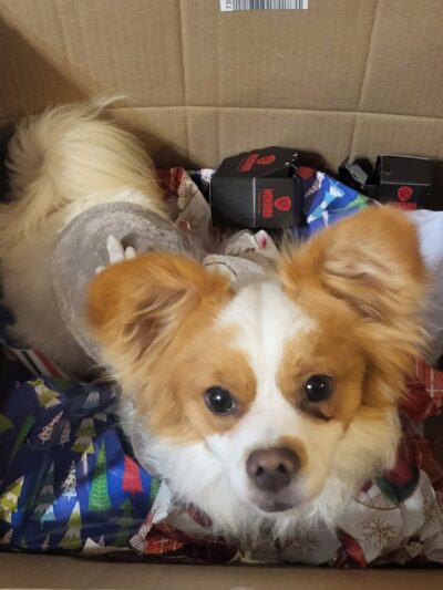 Frenzy Animal Rescue - New Palestine, IN