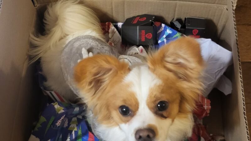 Frenzy Animal Rescue - New Palestine, IN