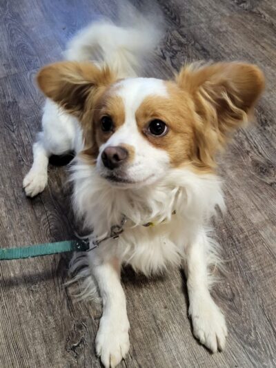 Frenzy Animal Rescue - New Palestine, IN